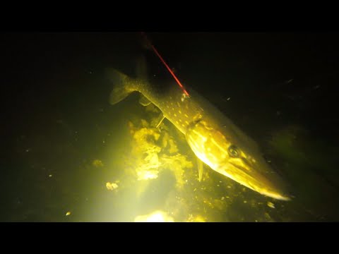 Видео: Підводний щучий рай!. Підводне полювання  у приватному ставку