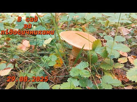 Видео: В сад по підосичники ч.7
