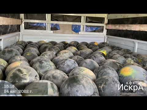 Видео: Арбуз Люсия F1  (Vilmorin : Вильморин)