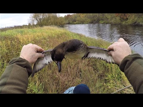 Видео: ОДИН ОСЕННИЙ ДЕНЬ \ ОХОТА НА УТКУ \ СТАВИМ ЛОВУШКИ НА ЖИВЦА \ ПОСЛЕДНИЕ ГРИБЫ