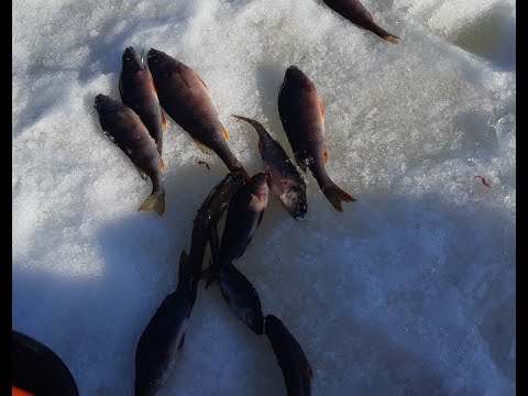 Видео: поймать за 60 минут подмосковье окунь на мормышку