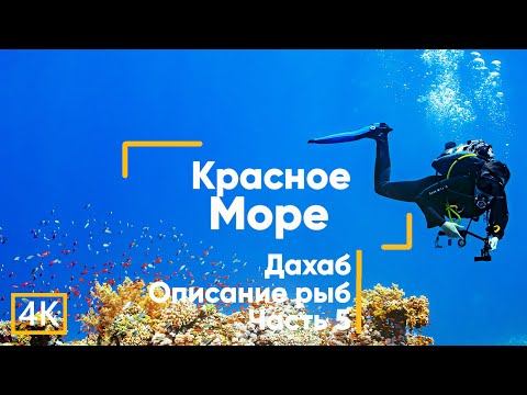 Видео: Рыбы Красного моря (с описанием). Египет. Дайвинг. Дахаб. Часть 5. GoPro HERO 12.