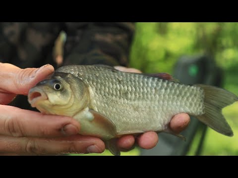 Видео: ПЕРВАЯ РЫБАЛКА НА КАРАСЯ С ДЕТЬМИ ВЕСНОЙ 2023