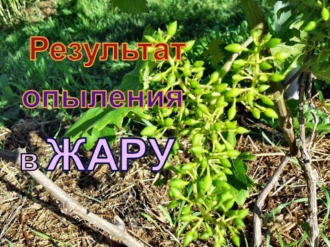Видео: Виноград . Как отцвел виноград после двухнедельной ЖАРЫ!