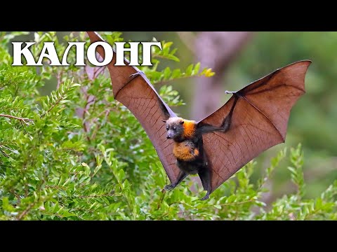 Видео: Калонг: Гигантская летучая лисица | Интересные факты про семейство крыланов