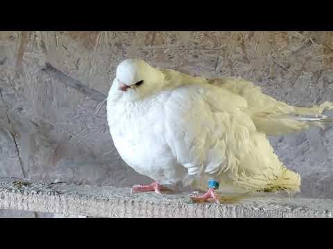 Видео: Крюковские голуби Чёрные!