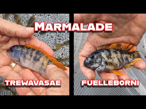 Видео: Есть мармелад? Лабеотрофеус Тревавасо и Фюэллеборни