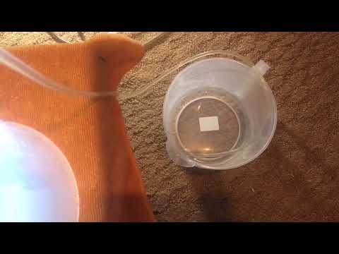 Видео: Первый этап разведения креветок амано./The first stage of breeding amano shrimp.(English subtitles).