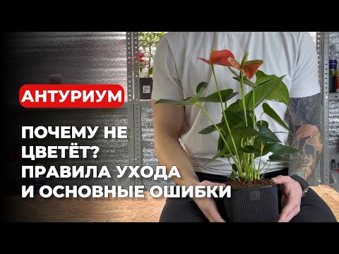 Видео: Спасаем Антуриум: всё об уходе и ошибках в одном ролике