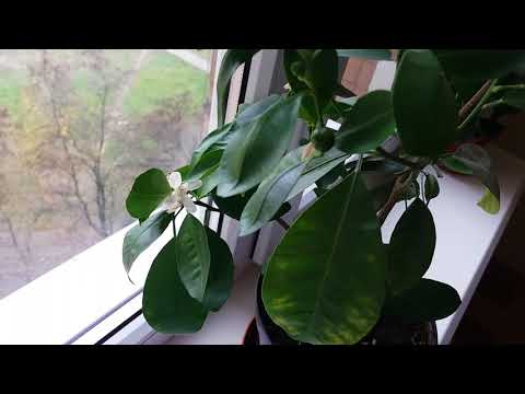 Видео: Каламондин, цитрофортунелла