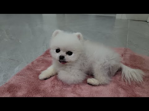 Видео: Собака, которая до слез просит купаться