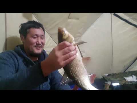 Видео: ЯЗИ РАДИ КОТОРЫХ МОЖНО ДАТЬ В РЕПУ!!! +18 ШИШКИН ДОМ!!!