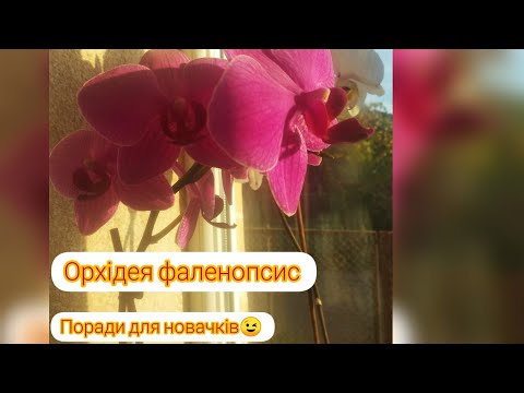 Видео: Особливості догляду за орхідеями Фаленопсис, у домашніх умовах 🌼