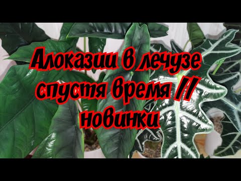 Видео: Алоказии в лечузе спустя время // новинки