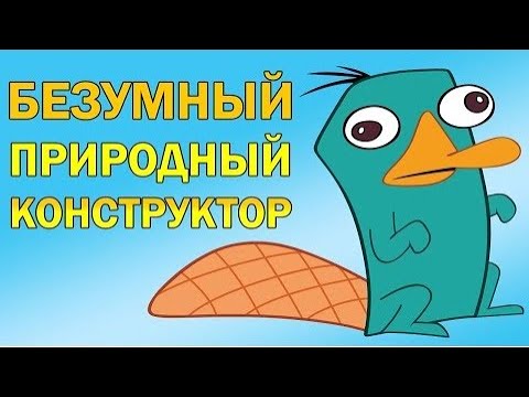 Видео: Утконос - как совместить несочетаемое