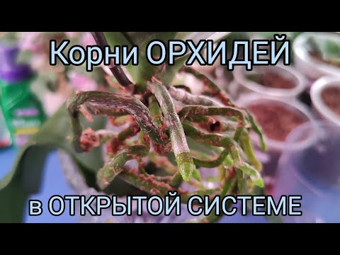 Видео: 06.04.21.ОРХИДЕИ в открытой системе без грунта.
