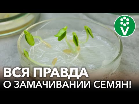 Видео: НИКТО ТАКОГО НЕ ОЖИДАЛ! ВОТ ЛУЧШЕЕ СРЕДСТВО для обеззараживания семян! Результаты эксперимента