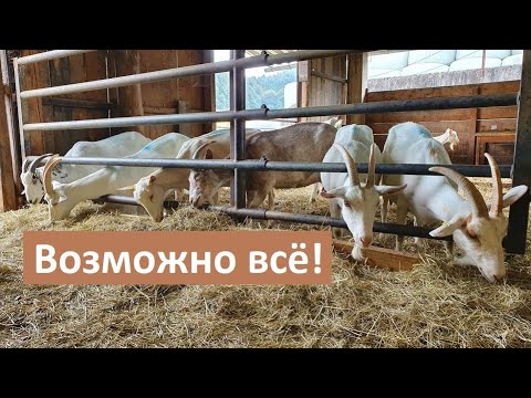 Видео: Меняем генотип коз