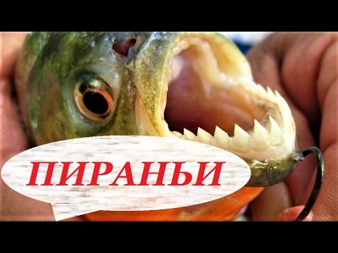 Видео: Пираньи в аквариуме, содержание, разведение, уход. Что едят? Виды