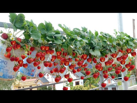 Видео: Не нужно покупать, имея клубнику круглый год даже без огорода: как я это сделал?