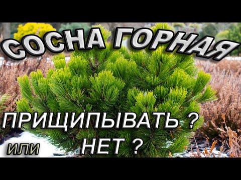 Видео: Горная сосна PINUS MUGO Нужна ли прищипка?