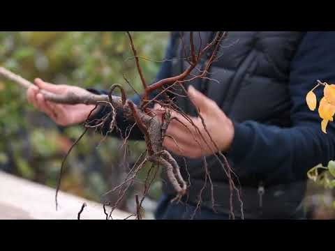 Видео: Как выбрать качественные саженцы плодовых деревьев? Как нужно проверять корни и место прививки?