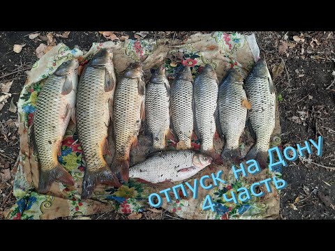 Видео: Рыбалка и отдых на Дону. Отпуск на воде с удочками. Сазаны трофейных размеров. Часть четвертая.