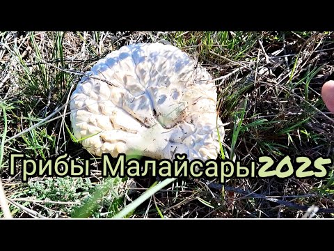 Видео: ТИХАЯ ОХОТА В СТЕПЯХ КАЗАХСТАНА =//=БЕЛЫЙ СТЕПНОЙ ГРИБ =//=ВЕШЕНКА СТЕПНАЯ