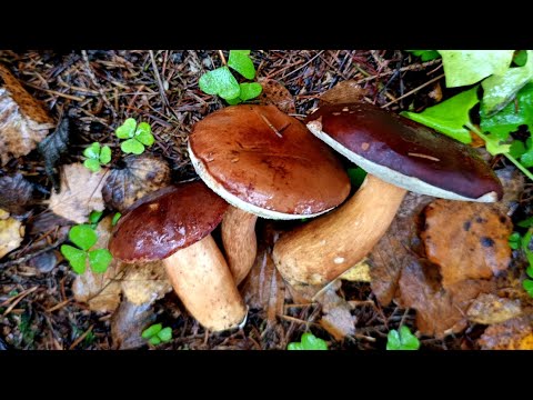 Видео: Грибной сезон 2025 продолжается! 29.10.2025