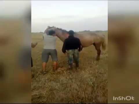 Видео: Жылқы үйрету