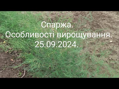 Видео: Спаржа.Особливості вирощування.25.09.2024.