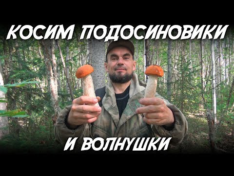 Видео: Косим подосиновики и волнушки
