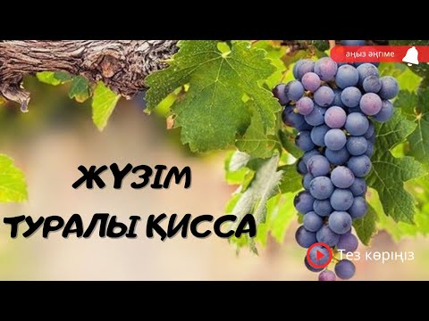 Видео: Жүзімнің пайда болу туралы/ Қисса, аңыз әңгіме