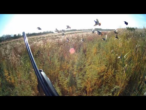 Видео: ОБАЛДЕННАЯ ОХОТА НА КУРОПАТКУ - НОРМА, ДА ЛЕГКО...🤘😎