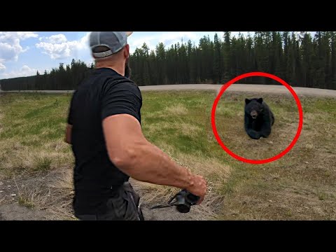 Видео: Разорвал на Куски! Жуткие Встречи Человека c Медведем!