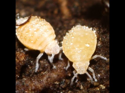 Видео: Root Aphids или Корневой Белый Червец\Мучистый Червец в Фиалках