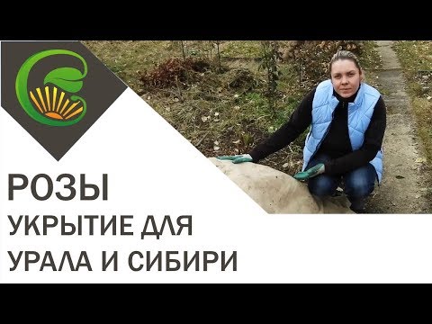 Видео: Укрытие роз на Урале и в Сибири
