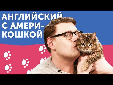 Видео: Из кошки в АМЕРИКОШКУ: экспресс-курс английского