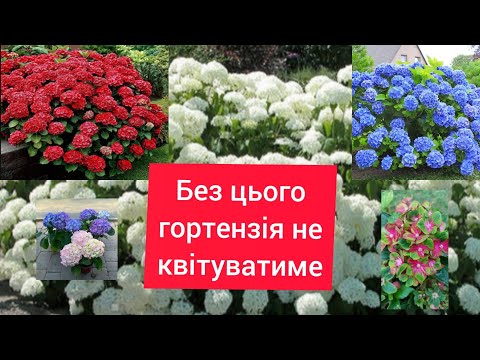 Видео: Після цього ріст та квітування гарантовано😯 Зберігаємо правильно👍