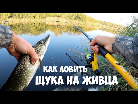 Видео: Как ловить ЩУКА на ЖИВЦА с поплавком. Снасть на щуку. Рыбалка НА ЖИВЦА для НОВИЧКА