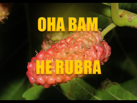 Видео: Понятное видео, как различать виды шелковиц. Чем отличается Morus alba от nigra, macroura, bombycis?