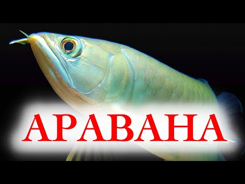 Видео: Аравана Серебряная содержание и разведение в аквариуме