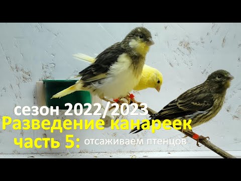 Видео: Зимнее разведение канареек. Часть 5: отсаживаем птенцов от родителей. Начало второй кладки!