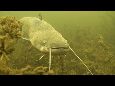Видео: Охота на сома с Николаем Шиловым Подводная охота Александр Кочубей