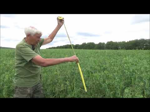 Видео: Урожай гороха на массиве после горчицы Белый гигант. Июнь 2025