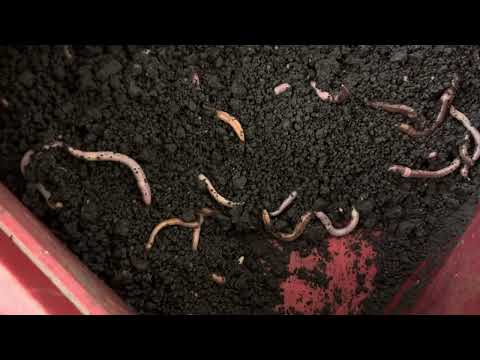 Видео: Выращивание червя на чернозёме(не советую)