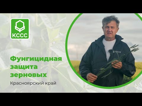 Видео: Фунгицидная защита зерновых