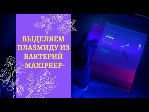 Видео: КАК ВЫДЕЛИТЬ ПЛАЗМИДУ ИЗ БАКТЕРИАЛЬНОЙ КЛЕТКИ 🧫 // БИОЛОГИЯ ВМЕСТЕ