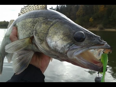 Видео: В поисках ХИЩНИКА. НЕскучная РЫБАЛКА. Судак на джиг.