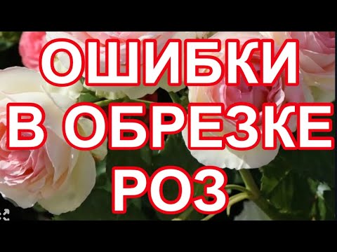 Видео: УЖАС! ОСНОВНЫЕ ОШИБКИ РОЗОВОДОВ, ПРИ ОБРЕЗКЕ РОЗ.
ВСЕГДА ЛУЧШИЙ УРОК ДЛЯ ВАС!
ПОДПИШИСЬ НЕ ПОЖАЛЕЕШЬ